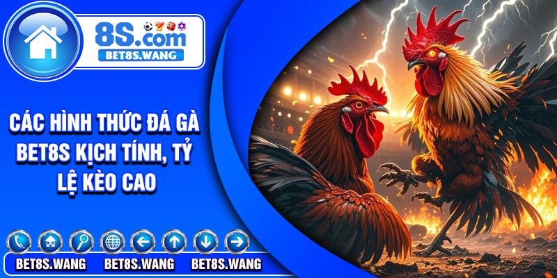 Các hình thức đá gà Bet8s kịch tính, tỷ lệ kèo cao
