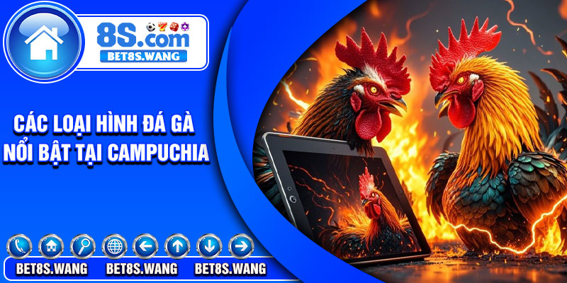 Các loại hình đá gà nổi bật tại Campuchia