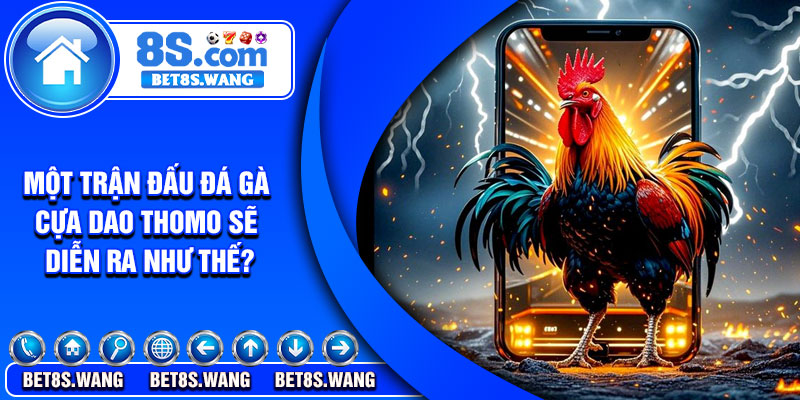 Một trận đấu đá gà cựa dao thomo sẽ diễn ra như thế?