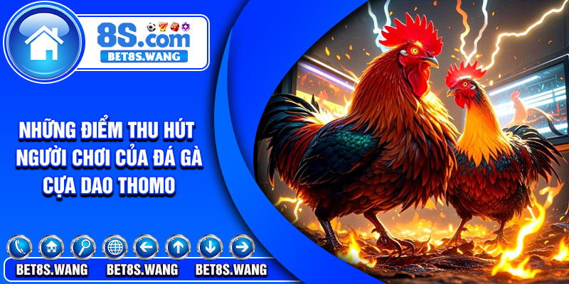 Những điểm thu hút người chơi của đá gà cựa dao thomo